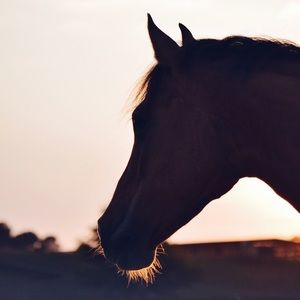 Meet your Posher, Kitty